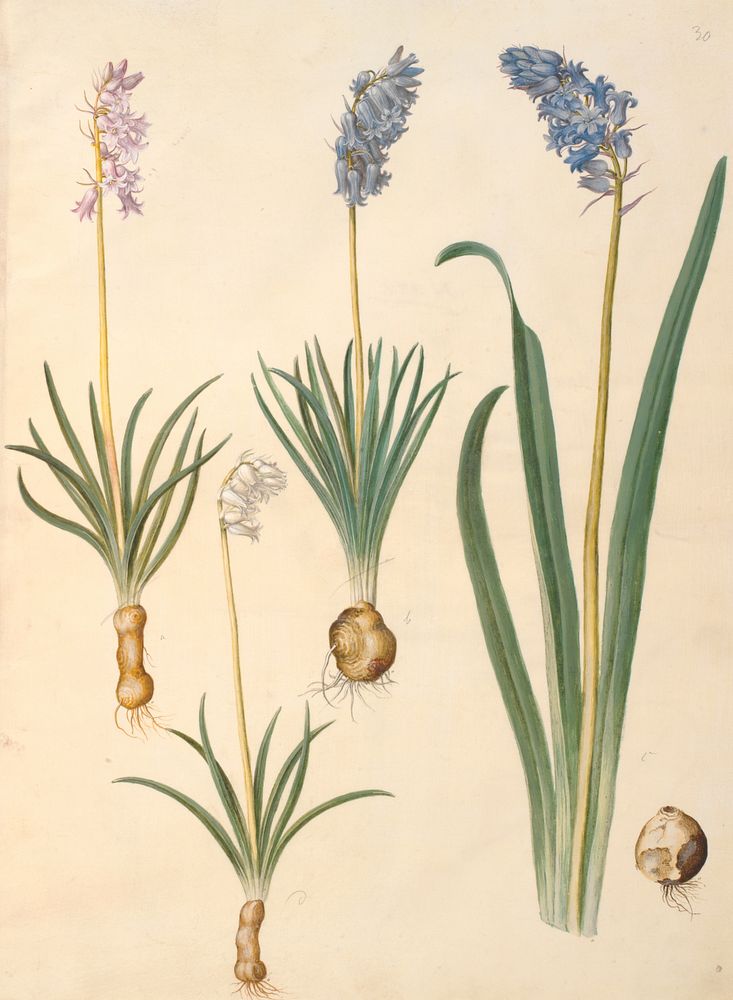 Hyacinthoides non-scripta (common bellflower);Hyacinthoides hispanica (Spanish bellflower) by Maria Sibylla Merian
