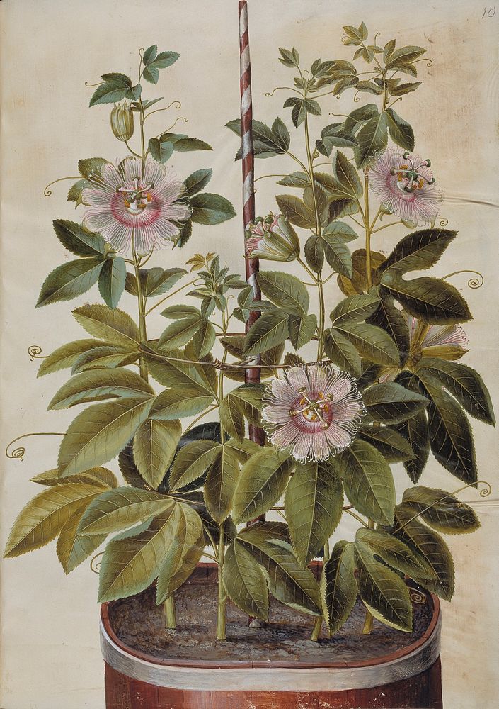 Passiflora incarnata (passion flower) by Maria Sibylla Merian