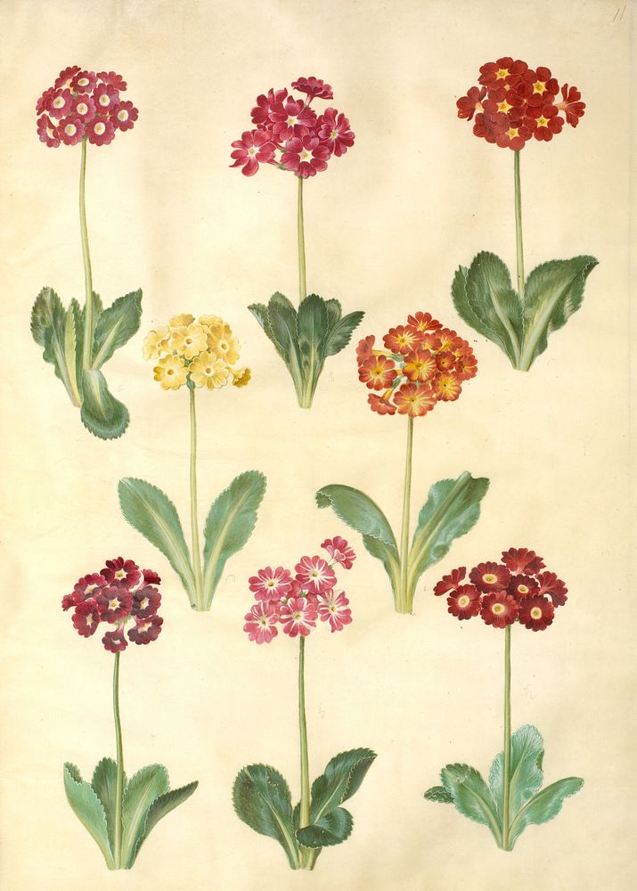 Primula ×pubescens (garden auricle) by Maria Sibylla Merian