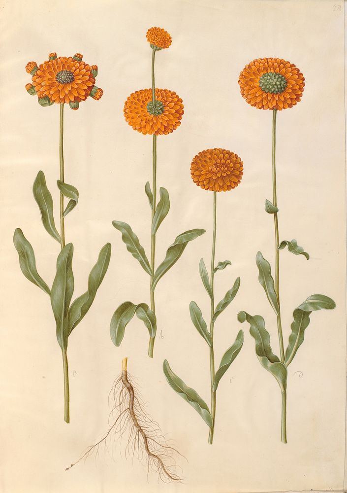 Calendula officinalis (garden marigold) by Maria Sibylla Merian