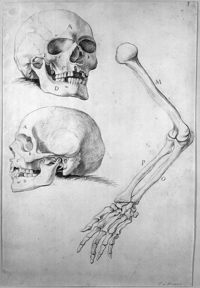 Two skulls and an arm.