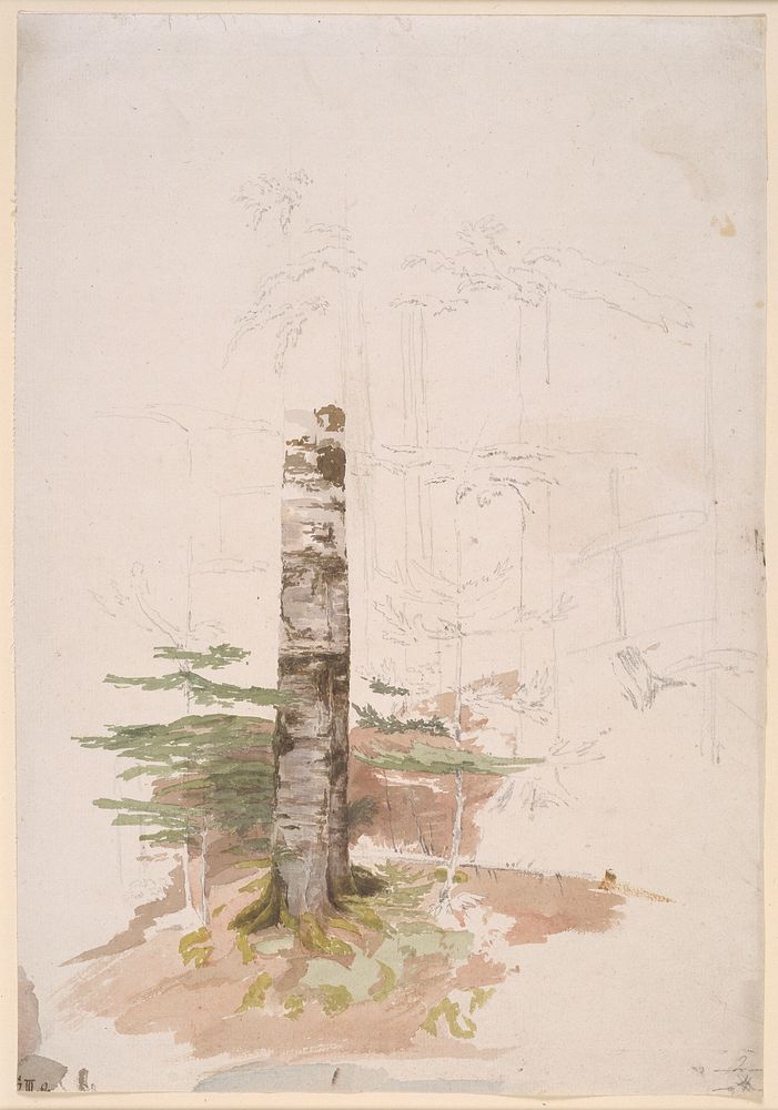 Study from the interior of a conifer forest by Caspar David Friedrich