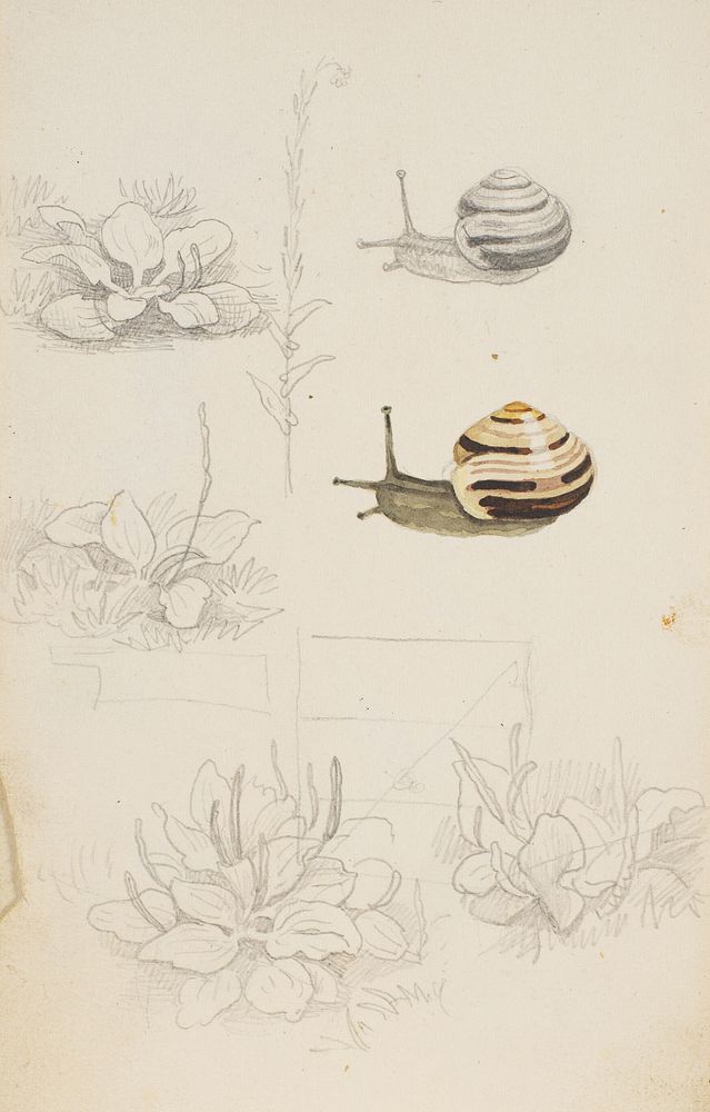 Five plant studies and two studies of a snail by P. C. Skovgaard