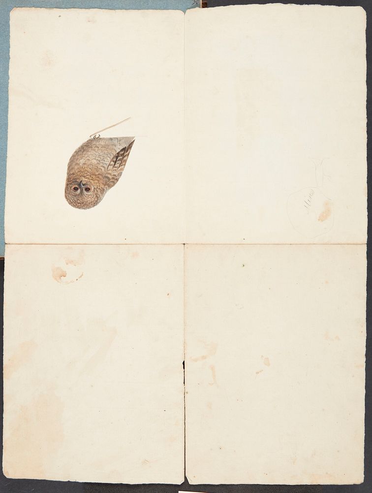 Study of owl by Johanna Fosie
