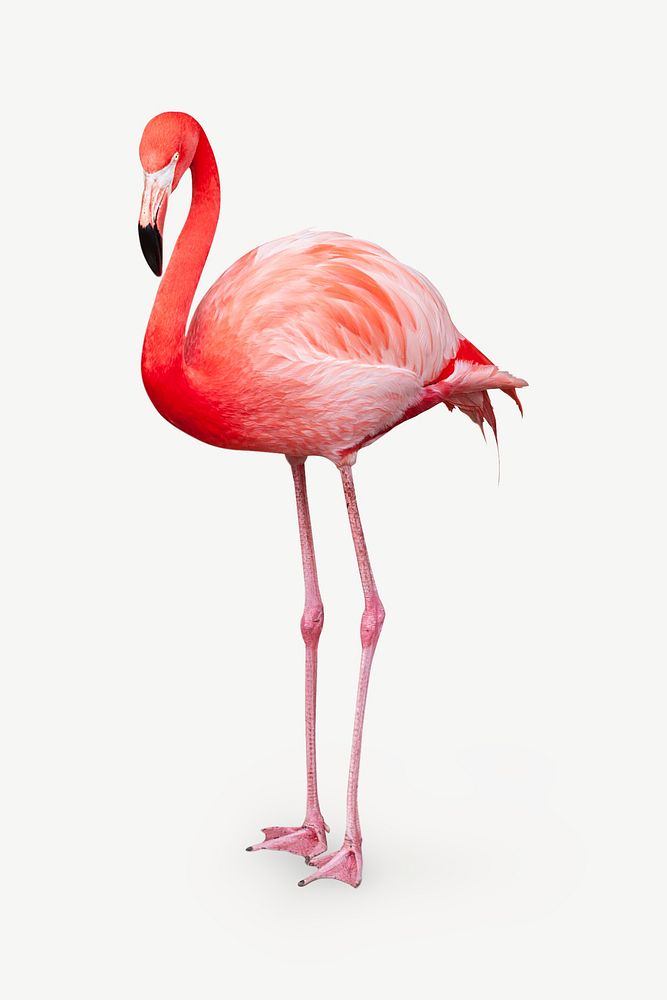 Flamingo animal collage element psd
