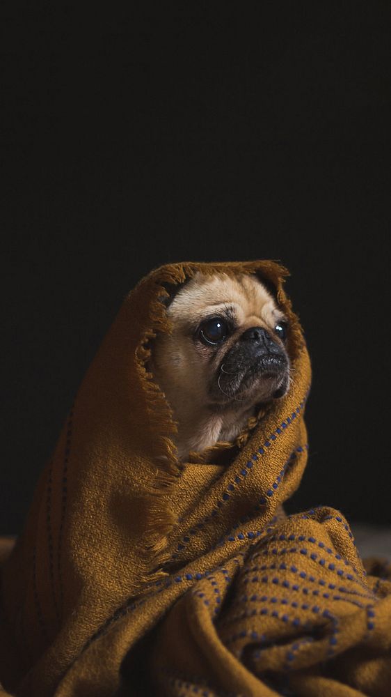 An adorable pet pug dog wrapped in a brown blanket. Keeping warm is this canines priority. This image is cropped and ready…