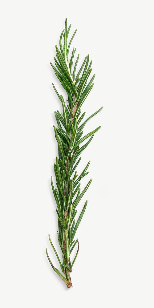 Rosemary image graphic psd