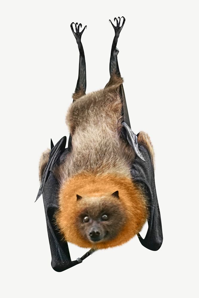 Hanging bat psd isolated design | Premium PSD - rawpixel