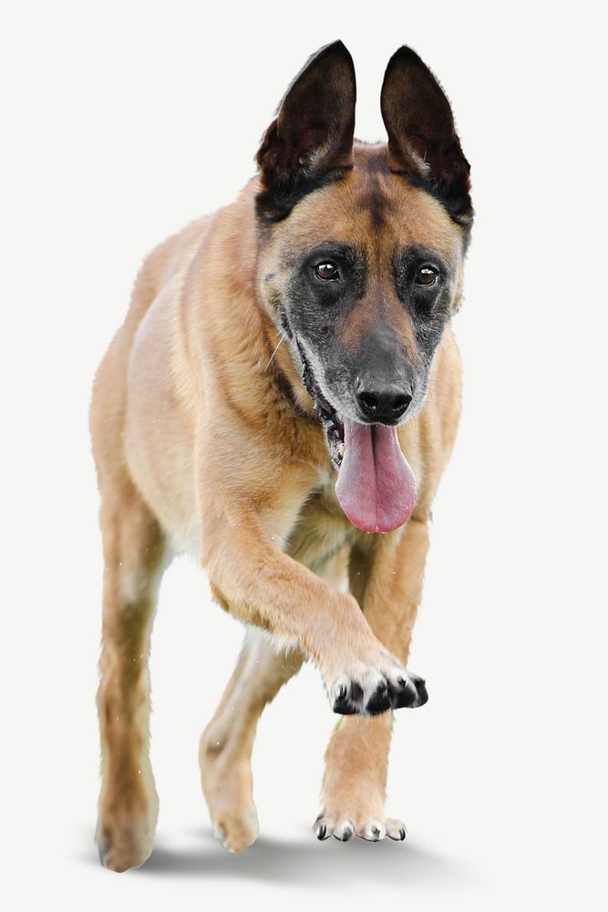 Dog on training image graphic psd