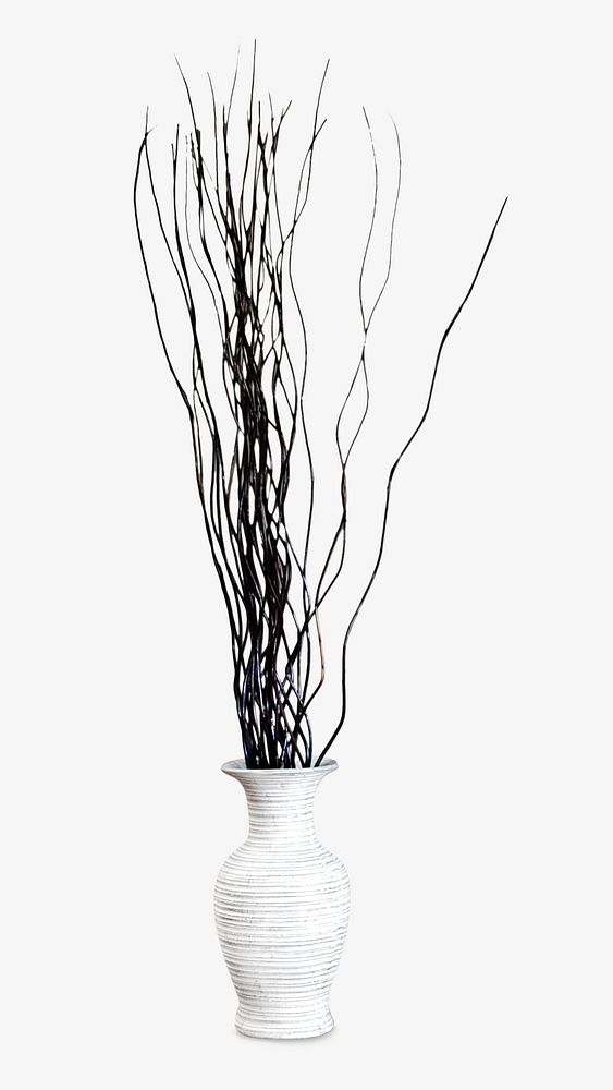 Dried willow stick isolated object isolated object on white