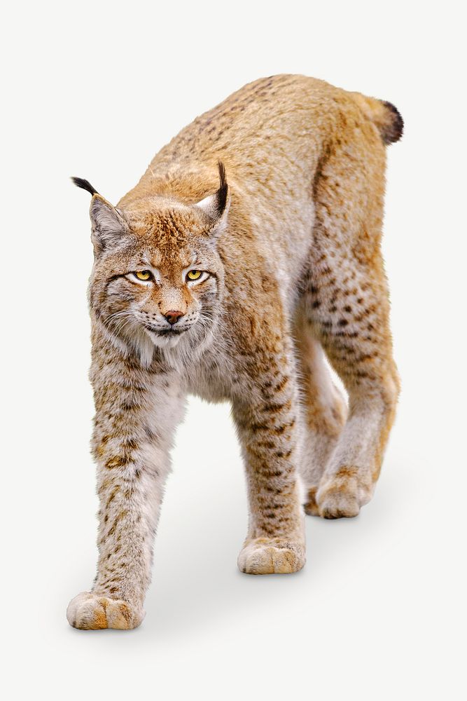 Wildlife lynx mammal psd