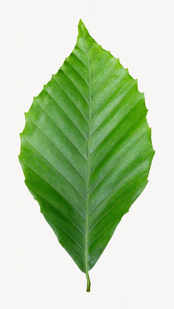 Leaf collage element