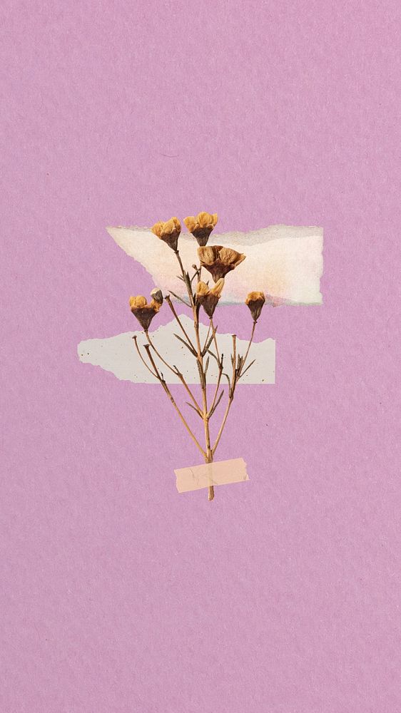 iPhone wallpaper aesthetic dried flower taped, pink background