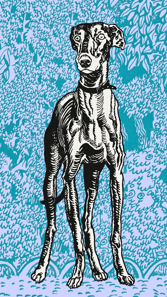 Vintage greyhound illustration iPhone wallpaper