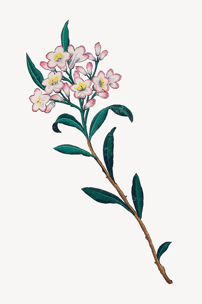 Vintage almond flower painting psd