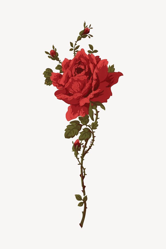 Red vintage rose painting vector
