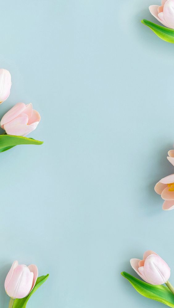 Aesthetic tulip flowers phone wallpaper, pastel blue background