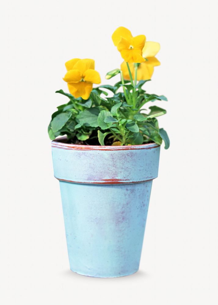 Flower pot isolated image