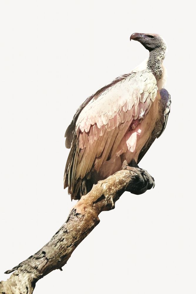 Vulture on branch, isolated image