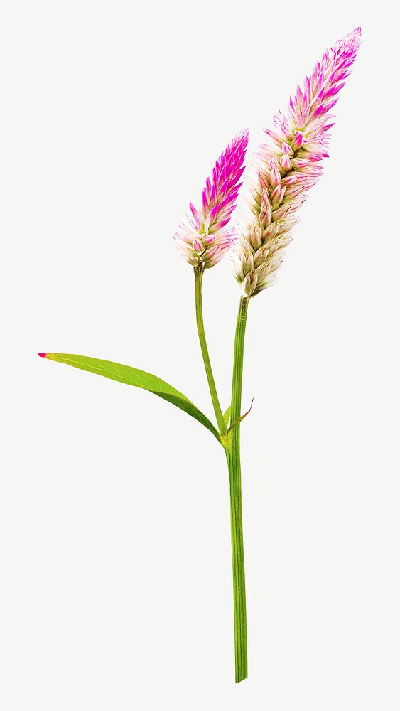 Pink flower isolated element psd