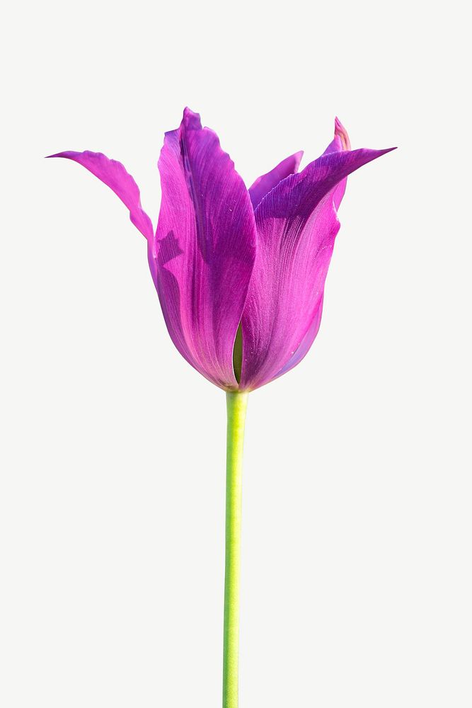 Purple tulip collage element psd
