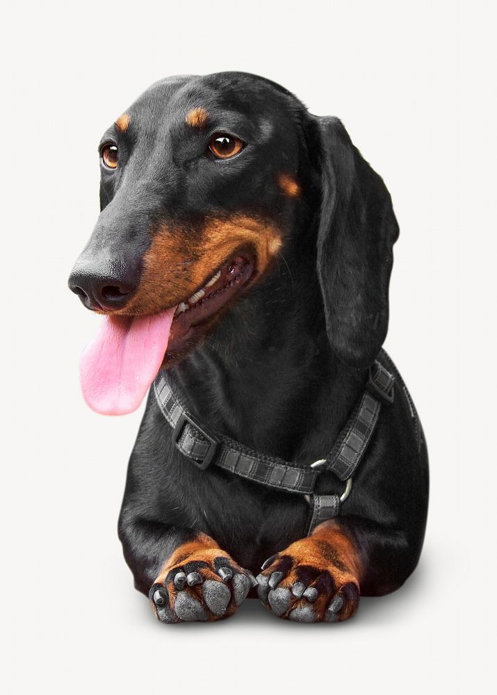 Black dachshund, isolated image