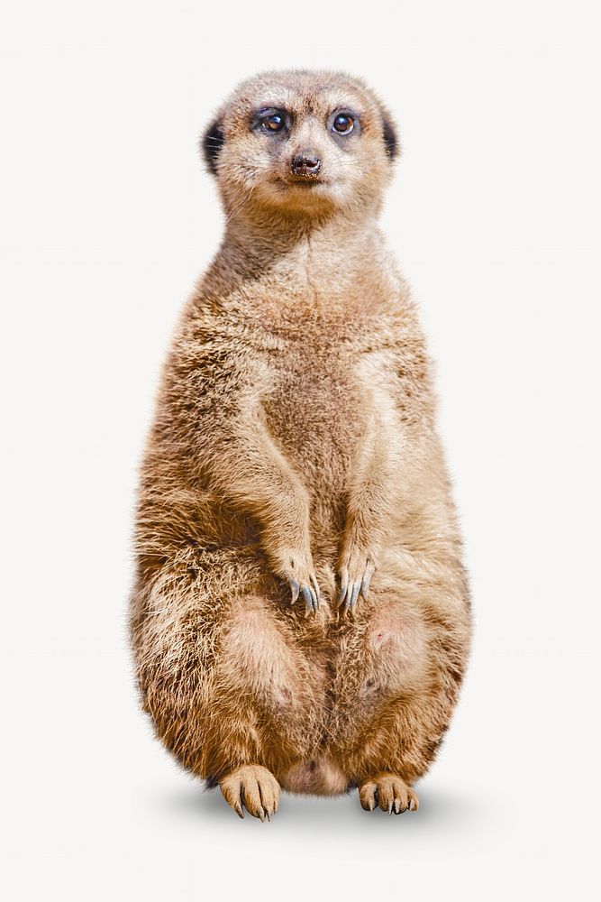 Meerkat sitting isolated image