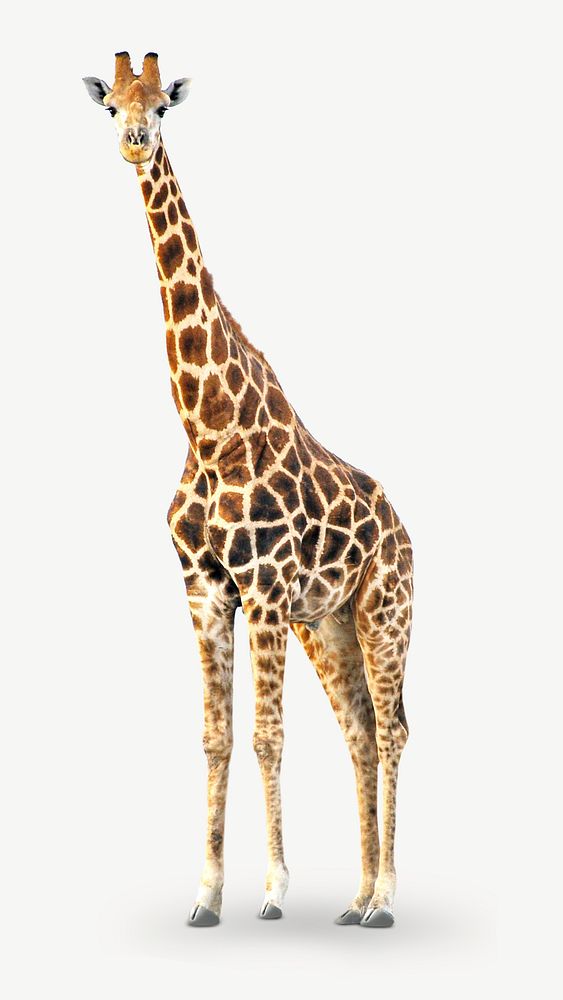 Giraffe image graphic psd
