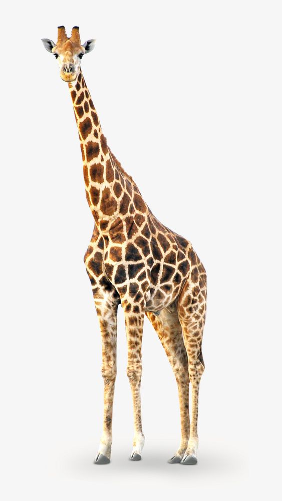 Free giraffe in the wild image, public domain CC0 photo. on white
