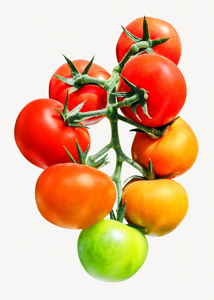 Fresh tomatoes plant  isolated object on white