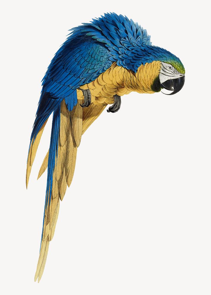 Blue & Yellow Macaw bird illustration isolated design. Remixed by rawpixel.