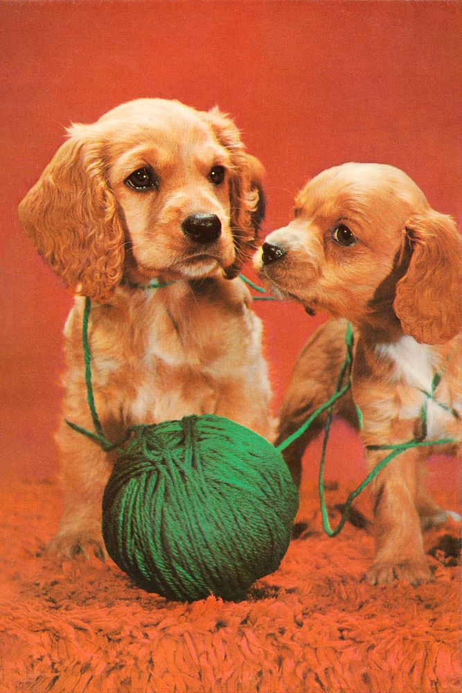 Cocker spaniels (1960&ndash;1979), vintage dog illustration postcard. Original public domain image from Digital…