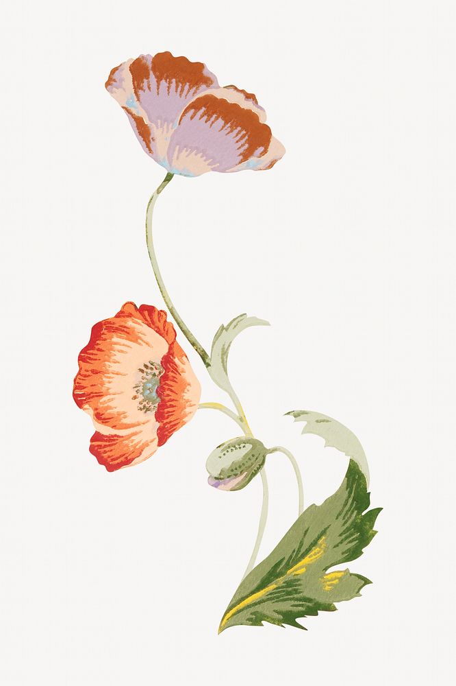 Vintage poppy flower illustration isolated design. Remixed by rawpixel.