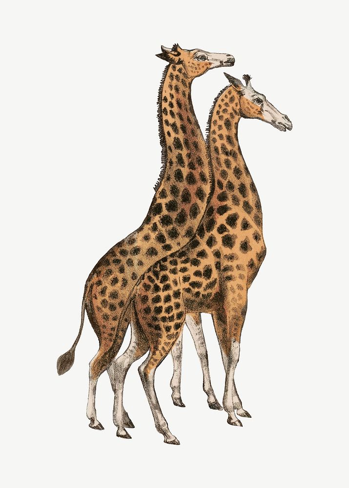 Giraffe, vintage animal illustration psd.  Remixed by rawpixel. 