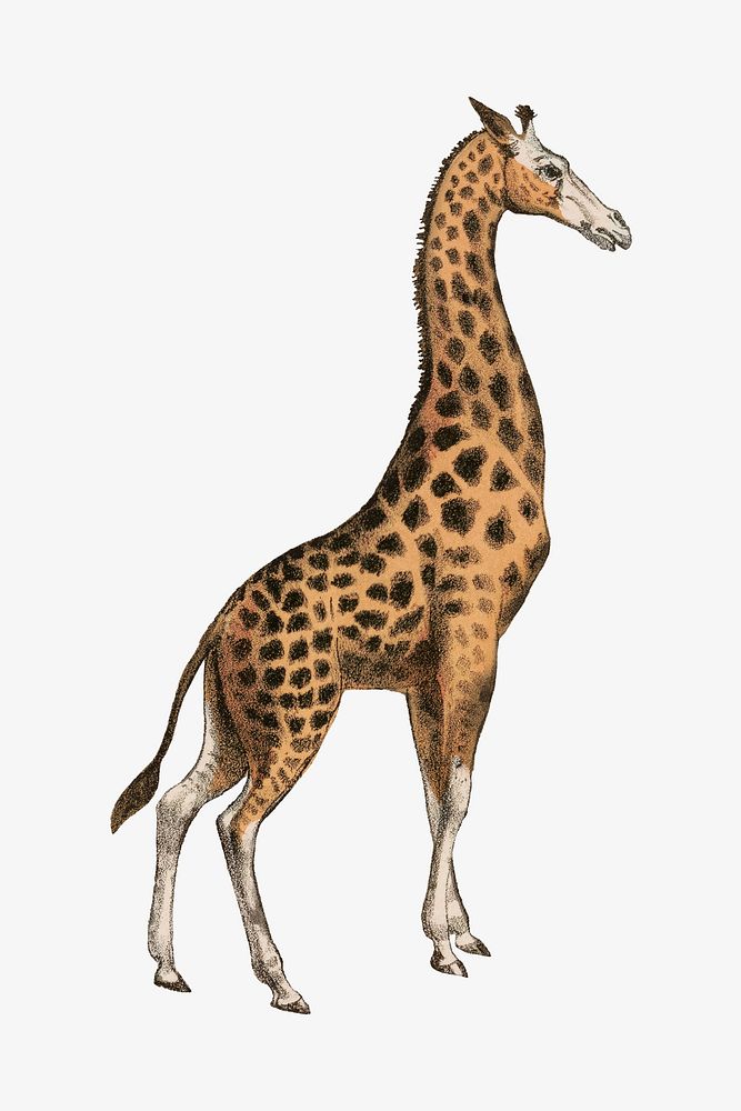 Giraffe, vintage animal illustration.  Remixed by rawpixel. 