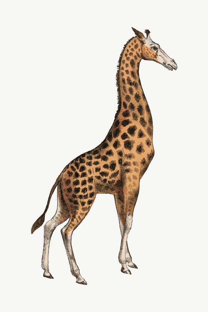 Giraffe, vintage animal illustration psd.  Remixed by rawpixel. 
