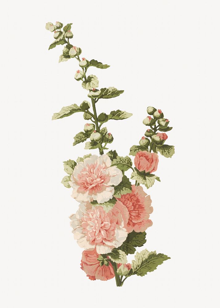 Vintage pink flower, botanical illustration.  Remixed by rawpixel. 