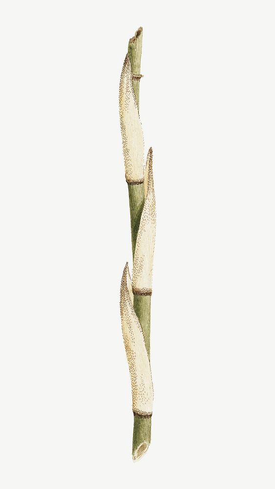 Bamboo tree, vintage botanical illustration by James Bruce psd.  Remixed by rawpixel. 