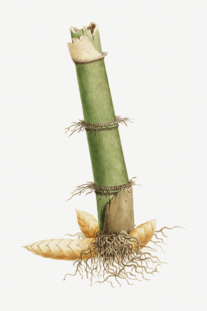 Bamboo tree, vintage botanical illustration by James Bruce.  Remixed by rawpixel. 
