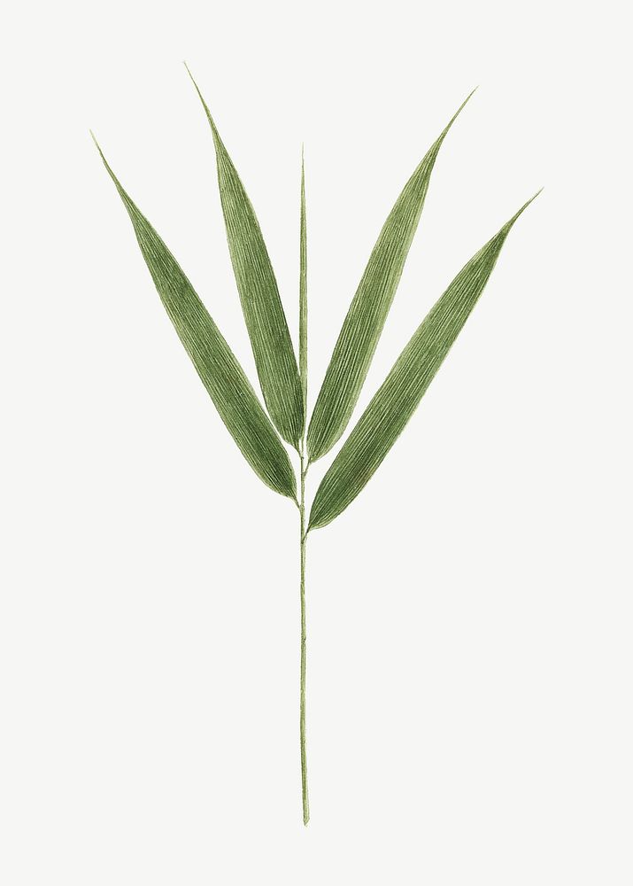 Bamboo leaf, vintage botanical illustration by James Bruce psd. Remixed by rawpixel.