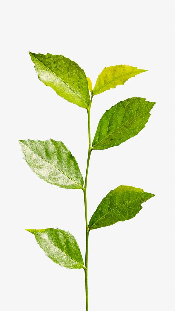 Green plant branch isolated object on white