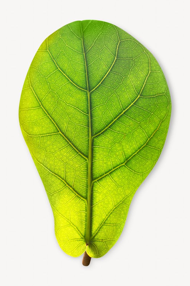 Green fig leaf isolated object on white