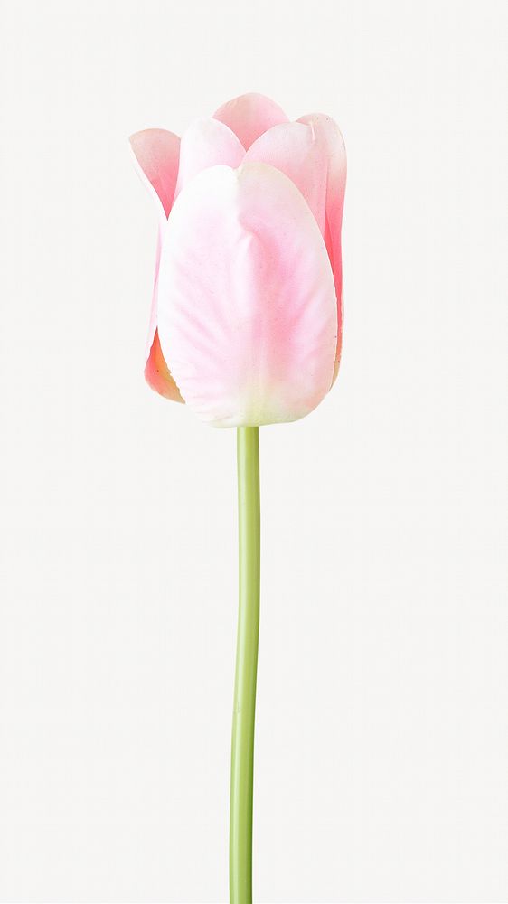 Pink delicate tulip  isolated image on white