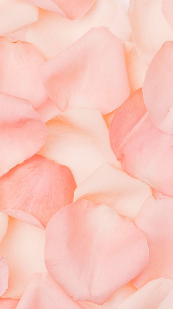 Pink rose petals mobile wallpaper, flower background