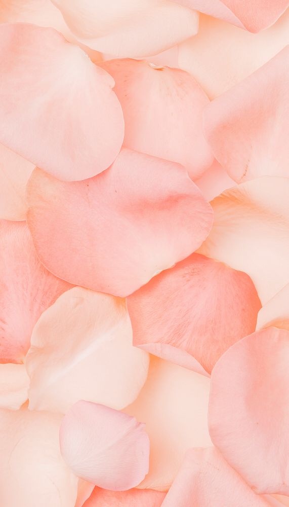 Pink rose petals mobile wallpaper, flower background