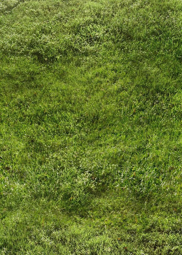 Green grass textured background, nature image