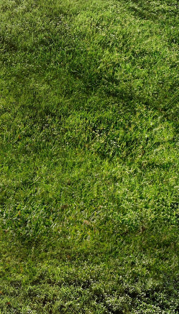 Green grass textured mobile wallpaper, nature background