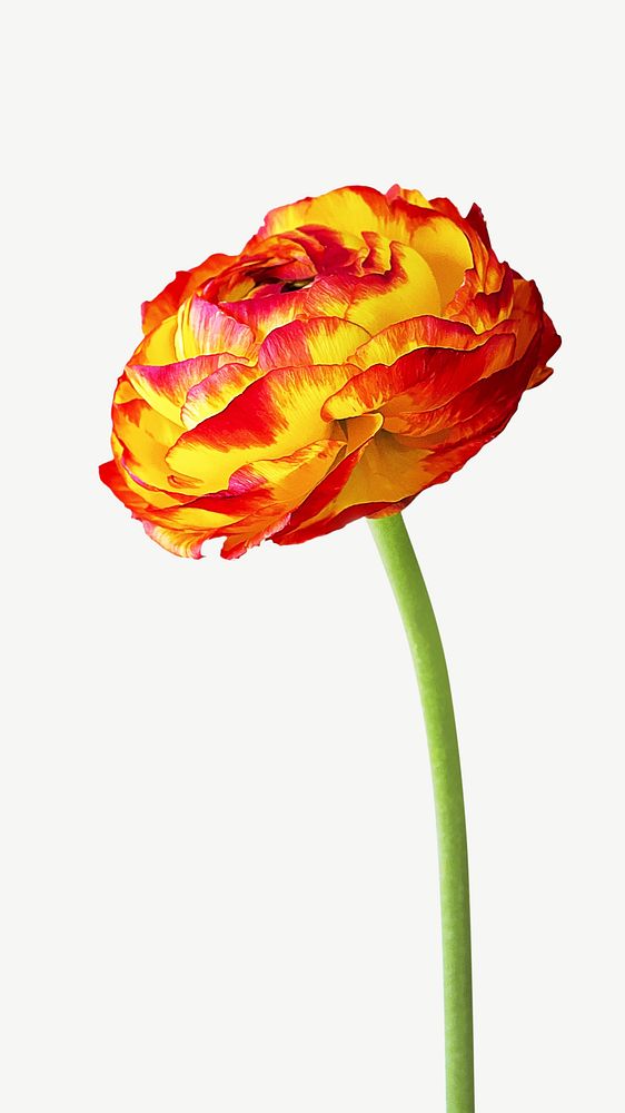 Colorful ranunculus floral collage element graphic psd