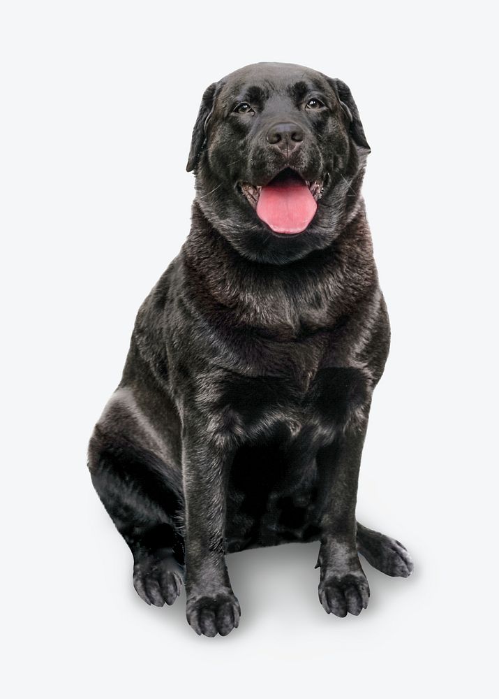 Black labrador isolated object psd