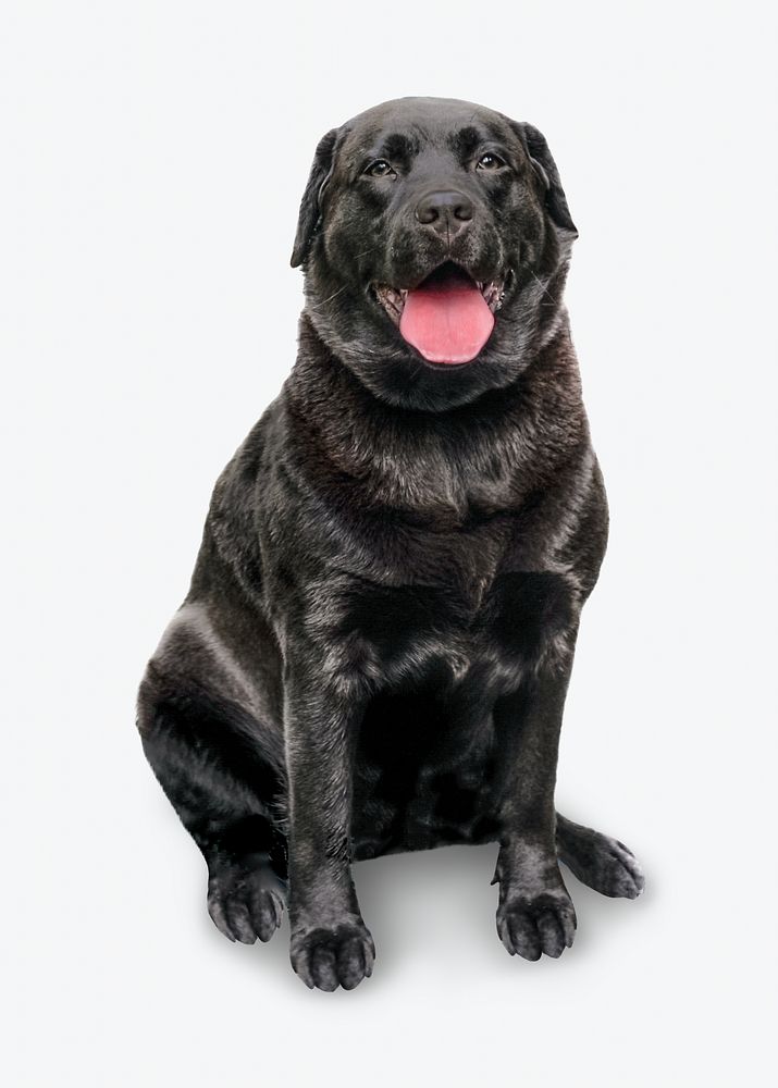 Black labrador, isolated object